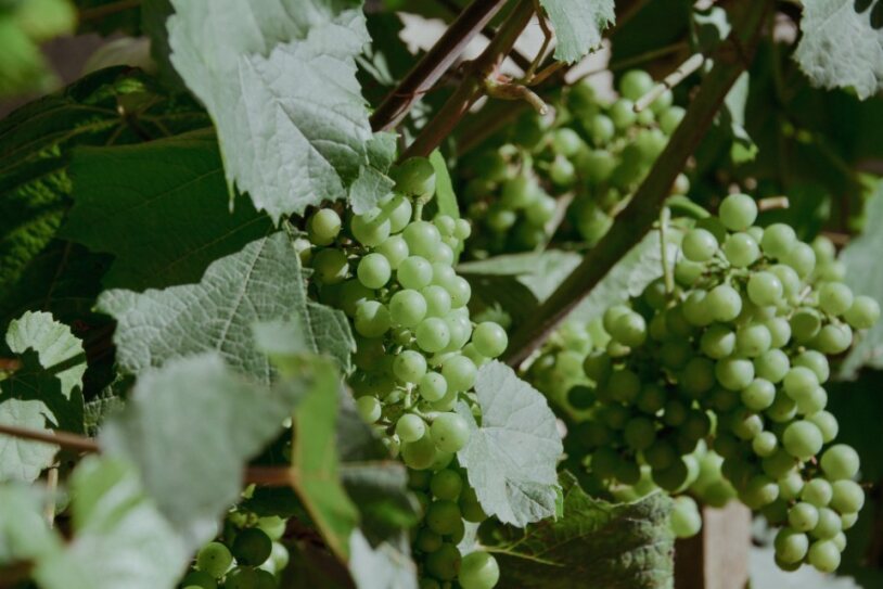 Hoe Combineer Je Wijn met Eten